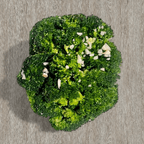 Best Garlic Broccoli in Brooklyn, NY